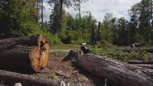 Best Lot and Land Clearing  in North Zanesville, OH