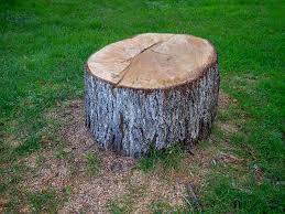 Best Tree Removal  in North Zanesville, OH
