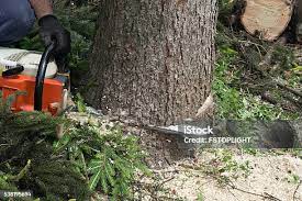 Best Pest Control for Lawns  in North Zanesville, OH