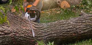 Best Lawn Pest Prevention  in North Zanesville, OH