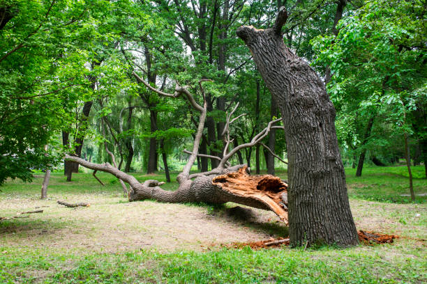 Best Hazardous Tree Removal  in North Zanesville, OH
