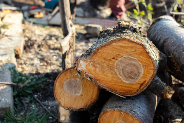 Best Tree Maintenance Programs  in North Zanesville, OH