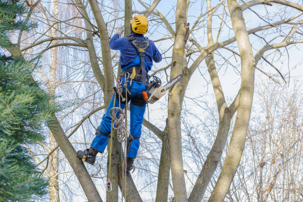 Best Soil Testing and Treatment  in North Zanesville, OH
