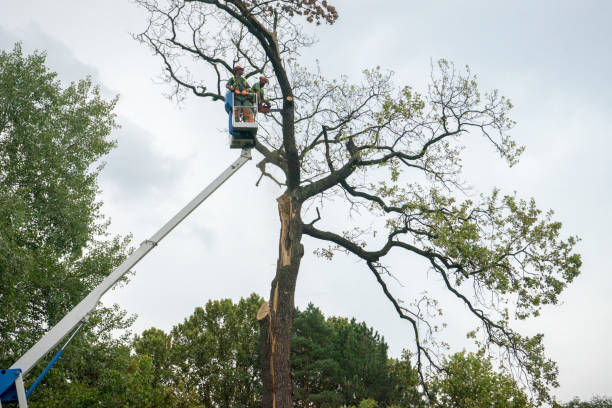 Professional Tree Care in North Zanesville, OH