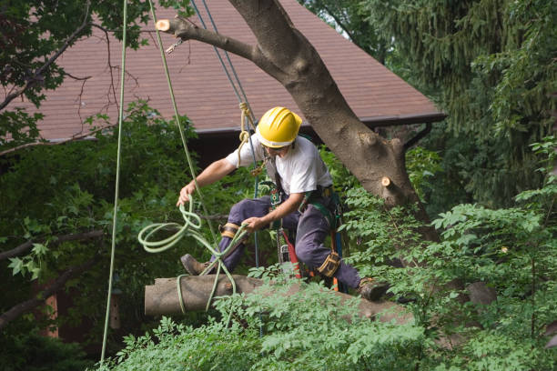 Best Emergency Tree Removal  in North Zanesville, OH