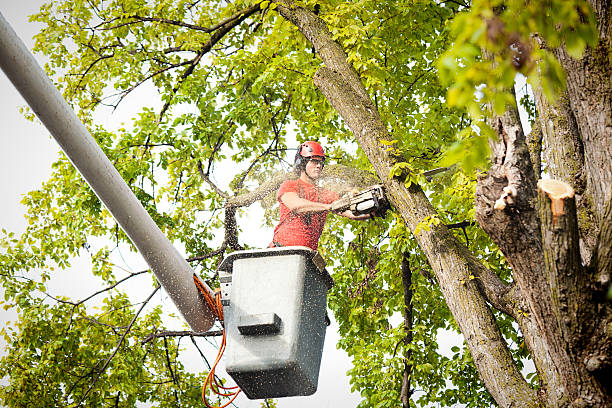  North Zanesville, OH Tree Care Pros