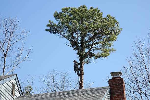 Best Tree Risk Assessment  in North Zanesville, OH