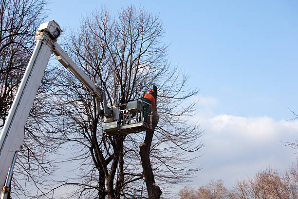 How Our Tree Care Process Works  in  North Zanesville, OH