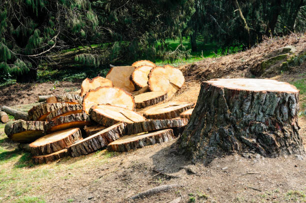 Best Tree Health Inspection  in North Zanesville, OH